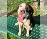Small #1 Colonial Cocker Spaniel Mix