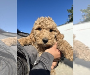 Medium Goldendoodle