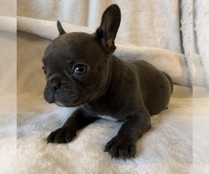French Bulldog Puppy for sale in JOHNS ISLAND, SC, USA