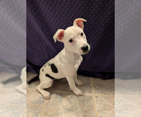 Medium Photo #11 Mutt Puppy For Sale in Germantown, OH, USA