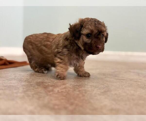 Medium Photo #2 Poodle (Toy) Puppy For Sale in TUCSON, AZ, USA