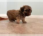 Small #1 Poodle (Toy)