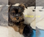 Puppy Prince Yorkshire Terrier