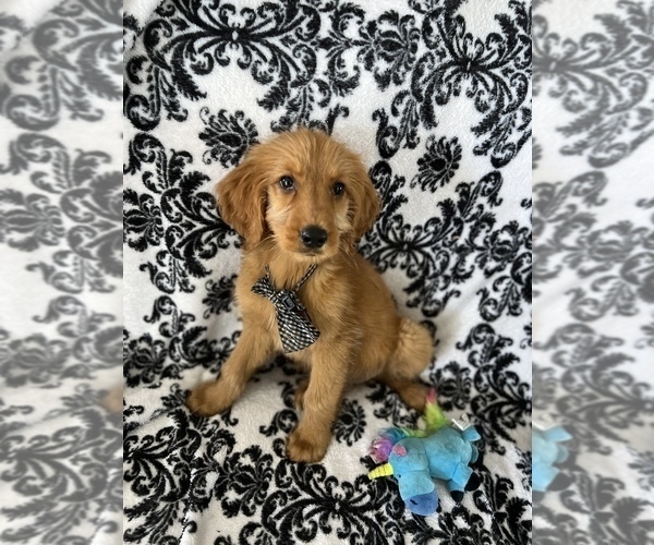 Medium Photo #2 Goldendoodle Puppy For Sale in SYLMAR, CA, USA