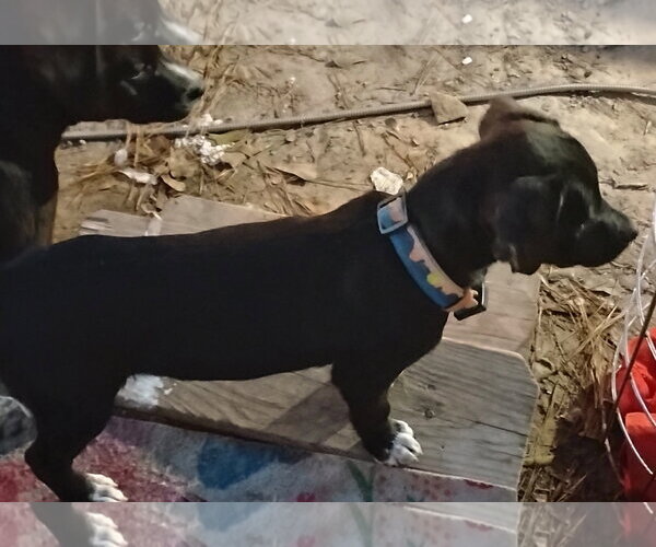 Medium Photo #3 Staffordshire Bull Terrier-Unknown Mix Puppy For Sale in The Woodlands, TX, USA