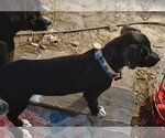 Small Photo #3 Staffordshire Bull Terrier-Unknown Mix Puppy For Sale in The Woodlands, TX, USA