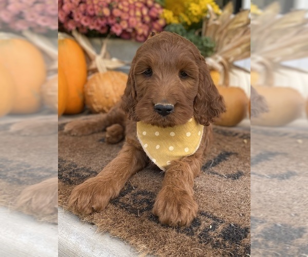Medium Photo #4 Irish Doodle Puppy For Sale in WOOSTER, OH, USA
