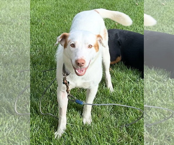 Medium Photo #2 Labrador Retriever-Unknown Mix Puppy For Sale in Plainfield, IL, USA