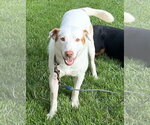 Small Photo #2 Labrador Retriever-Unknown Mix Puppy For Sale in Plainfield, IL, USA
