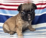 Small #3 French Bulldog