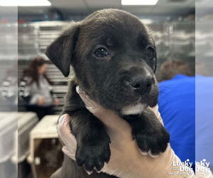 Labrador Retriever-Unknown Mix Dogs for adoption in Washington, DC, USA