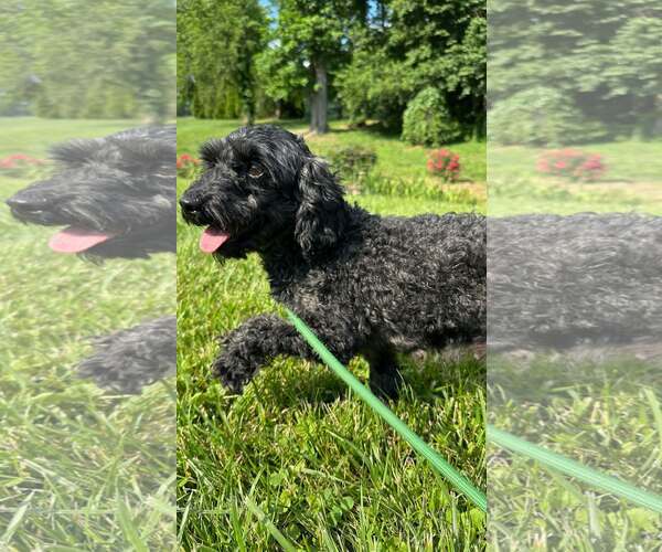 Medium Photo #2 Poodle (Miniature)-Unknown Mix Puppy For Sale in Unionville, PA, USA