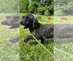 Small #1 Poodle (Miniature) Mix
