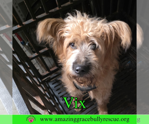 Chow Chow-Poodle (Standard) Mix Dogs for adoption in Pensacola, FL, USA