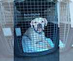 Small #6 Boxer