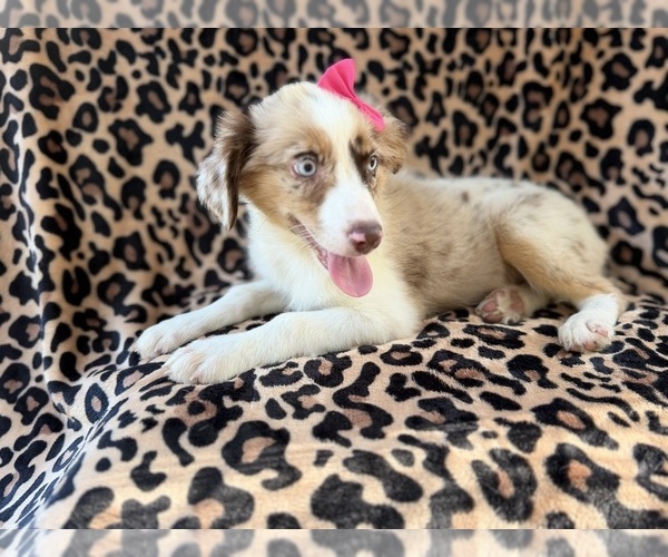 Medium Photo #5 Australian Shepherd Puppy For Sale in LAKELAND, FL, USA