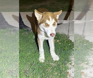 Siberian Husky-Unknown Mix Dogs for adoption in San Antonio, TX, USA
