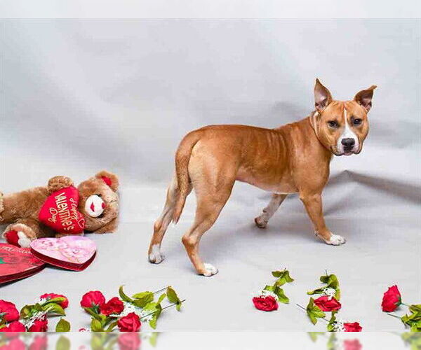 Medium Photo #2 Mutt Puppy For Sale in Sanford, FL, USA