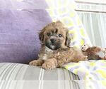 Small #10 ShihPoo