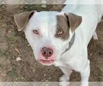 Small American Staffordshire Terrier Mix