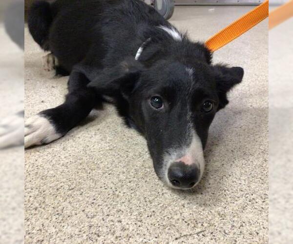 Medium Photo #1 Border Collie Puppy For Sale in Riverside, CA, USA