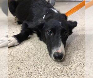 Border Collie Dogs for adoption in Riverside, CA, USA