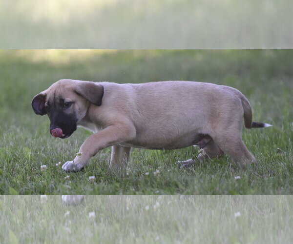 Medium Photo #3 Golden Retriever-Unknown Mix Puppy For Sale in Mechanicsburg, PA, USA