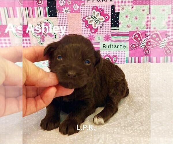 Medium Photo #1 Schnauzer (Miniature) Puppy For Sale in WINNSBORO, LA, USA