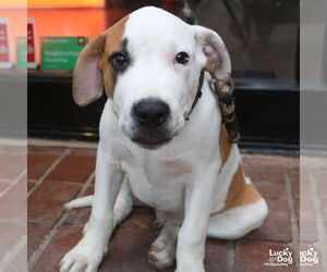 TJ - Male Lab-Pointer Dog for Adoption - Photo #6