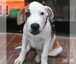 Small Photo #6 Lab-Pointer Puppy For Sale in Washington, DC, USA