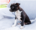Small #11 Boston Terrier