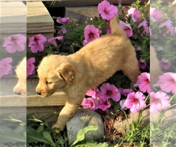 Medium Photo #8 Golden Retriever Puppy For Sale in VERMONTVILLE, MI, USA