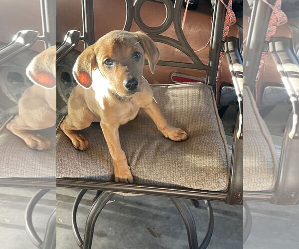 Medium Photo #2 Labrottie Puppy For Sale in Kannapolis, NC, USA