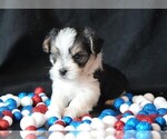 Small #2 Morkie