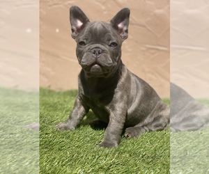 French Bulldog Puppy for sale in SOUTH GATE, CA, USA