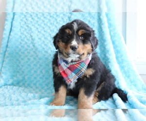 Bearded Collie-Bernese Mountain Dog Mix Puppy for sale in SHILOH, OH, USA