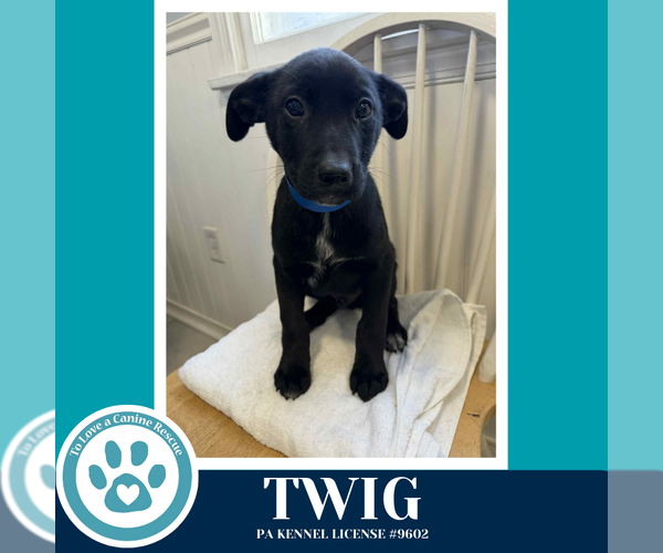 Medium Photo #1 Border Collie-Unknown Mix Puppy For Sale in Kimberton, PA, USA