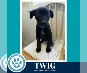 Border Collie-Unknown Mix Dogs for adoption in Kimberton, PA, USA