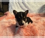 Small Photo #20 American Corgi Puppy For Sale in CANAL WINCHESTER, OH, USA
