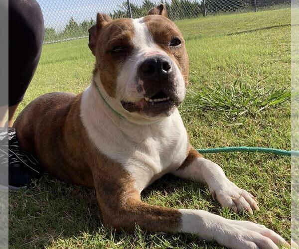 Medium Photo #4 Bullypit Puppy For Sale in Rockwall, TX, USA