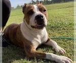 Small #3 Bullypit
