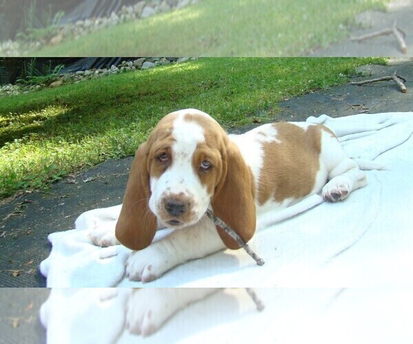 Medium Photo #1 Basset Hound Puppy For Sale in LANEXA, VA, USA