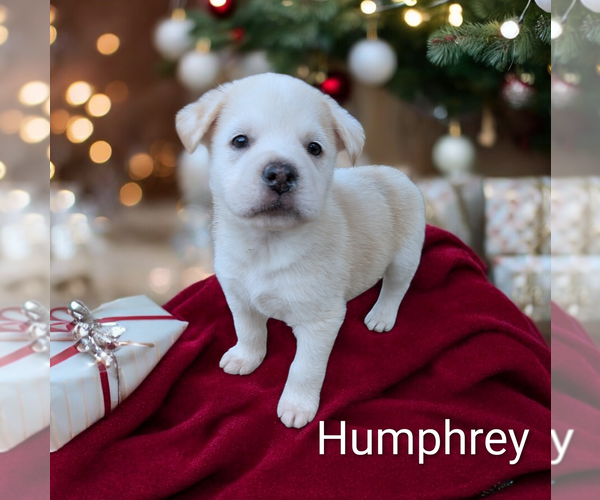 Medium Photo #8 Mutt Puppy For Sale in Vail, AZ, USA