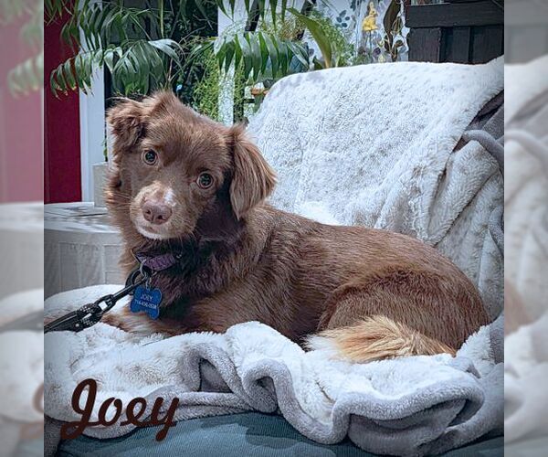 Medium Photo #1 Dachshund-Retriever  Mix Puppy For Sale in Tustin, CA, USA