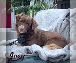 Small Dachshund-Retriever Mix