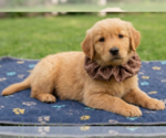 Small Golden Retriever