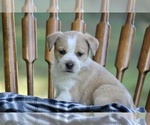 Puppy Misty American Pit Bull Terrier-Australian Shepherd Mix