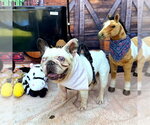 Small #2 French Bulldog