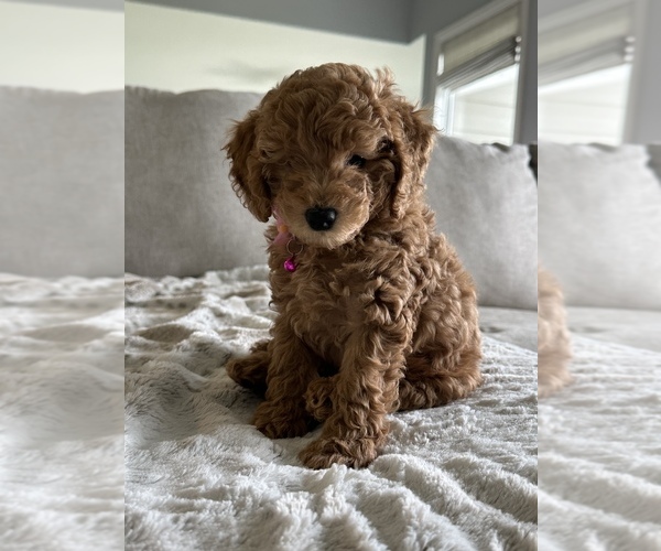 Medium Photo #12 Cock-A-Poo Puppy For Sale in WICHITA, KS, USA