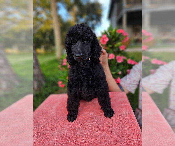 Medium Photo #1 Poodle (Standard) Puppy For Sale in OKEECHOBEE, FL, USA